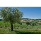 Search_OLD FARMHOUSE WITH SEA VIEW FOR SALE IN LE MARCHE Country house to restore with panoramic view in central Italy in Le Marche_23